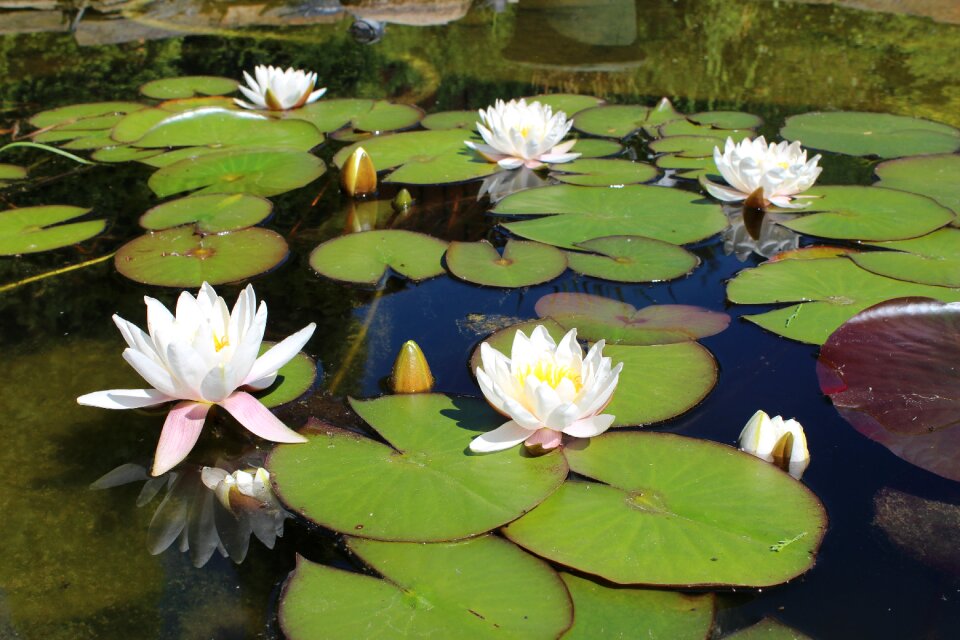 Water plant flower water lily