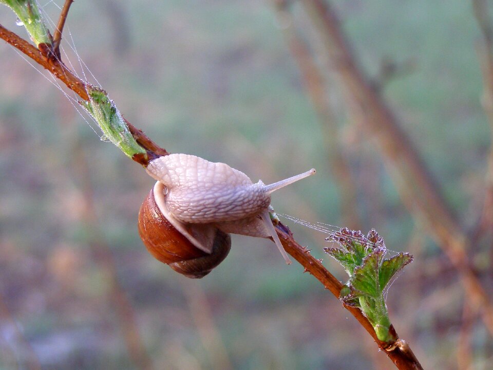 Leaf tree spring