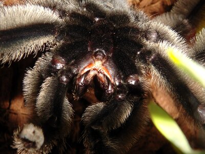 Animals spider arachnid