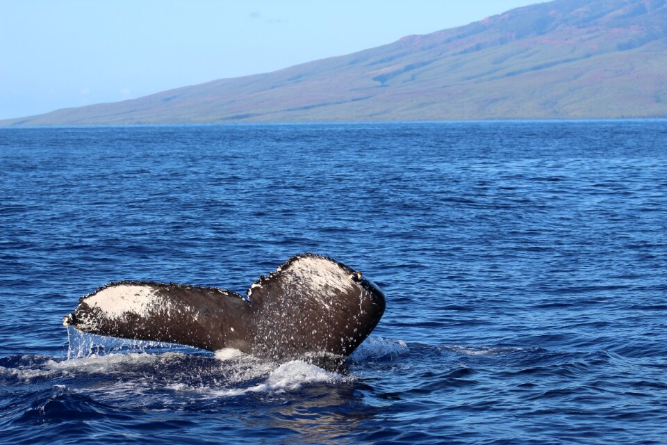 Ocean outdoors whale tail