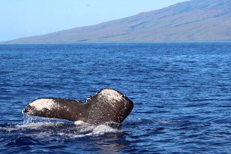 Ocean outdoors whale tail