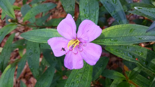 Flower summer garden photo