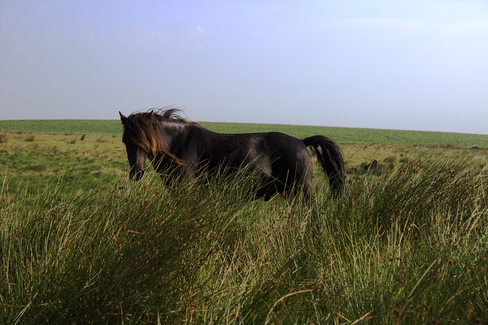 Dartmoor wild horse pasture