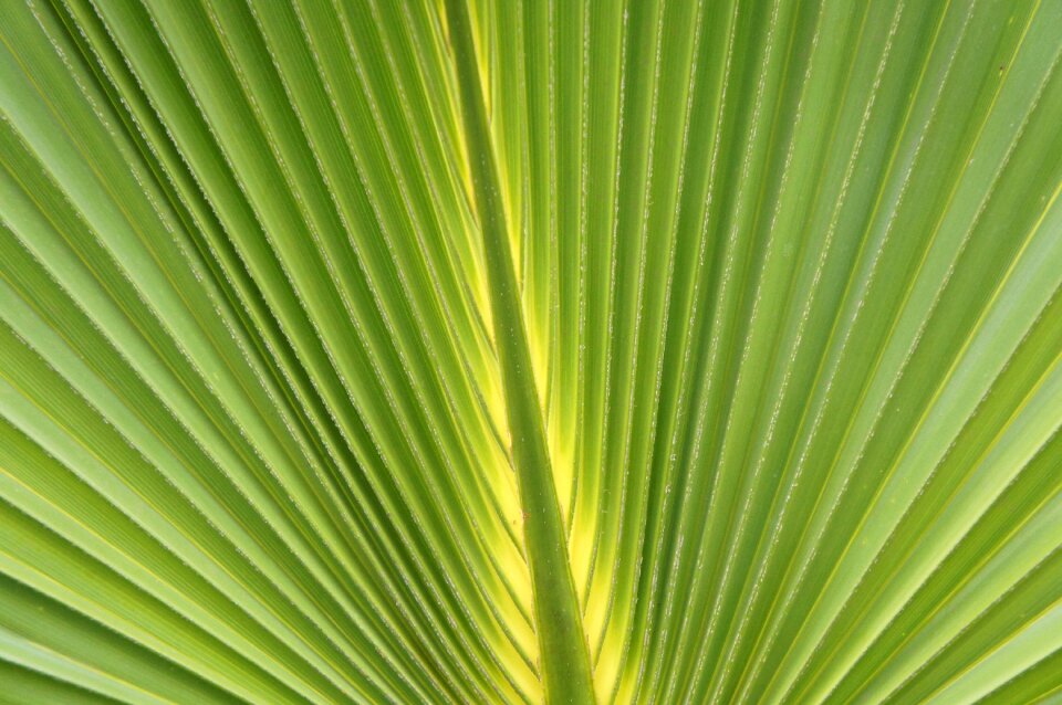 Plant nature growth