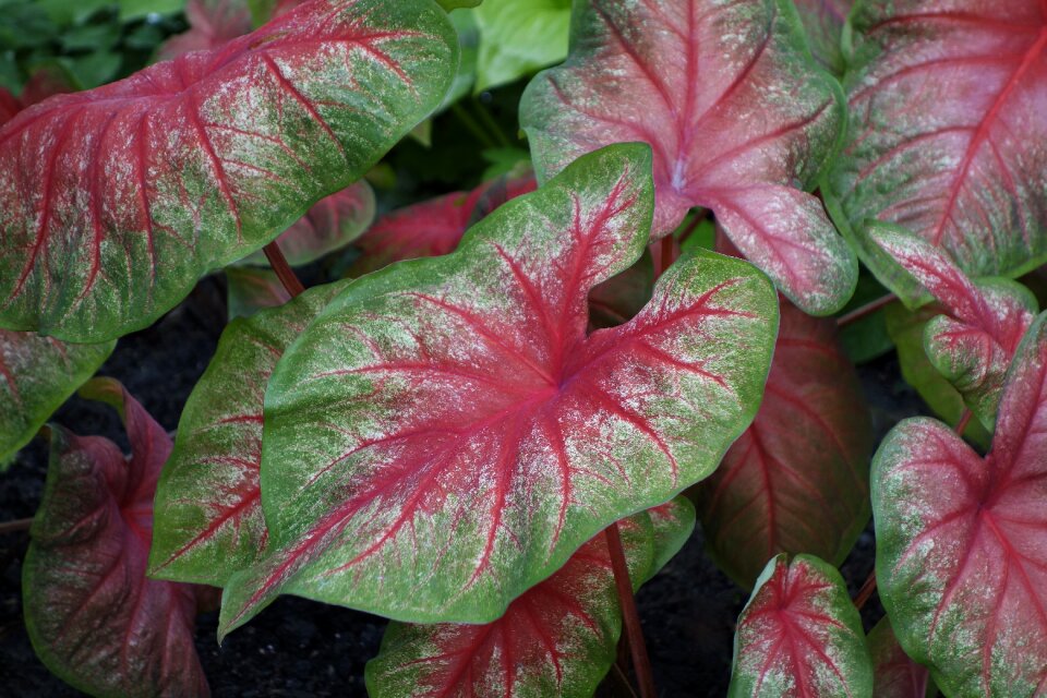 Nature red green