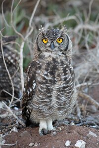 Animal outdoors owl