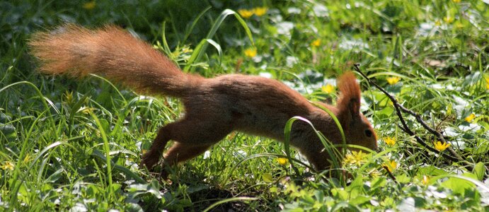 The squirrel spring Free photos