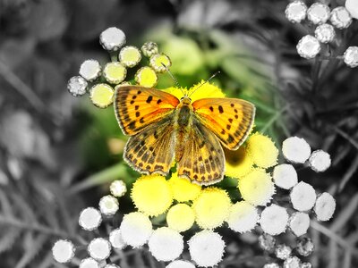 Flower color black and white
