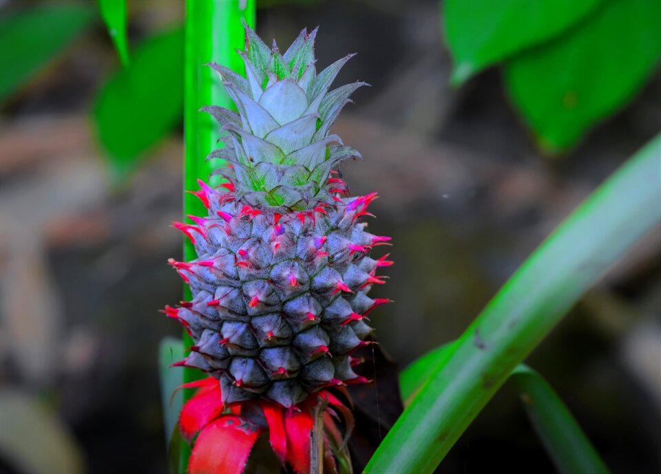 Flower outdoors