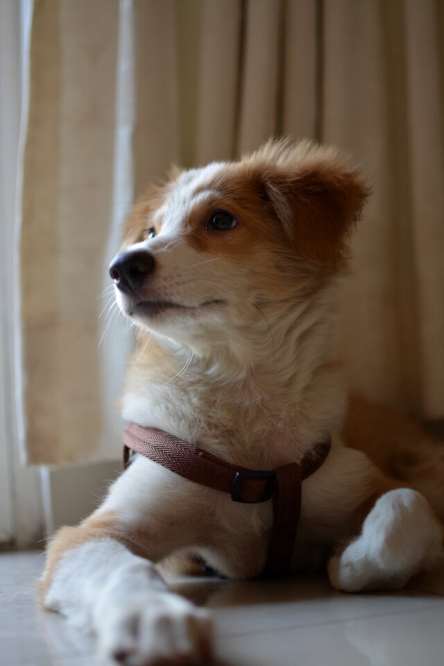 Canine puppy mammal