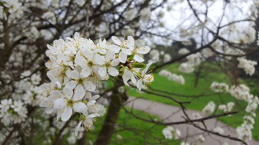 Plum branch flower