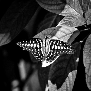 Monochrome houston cockrell butterfly center houston museum of natural science photo