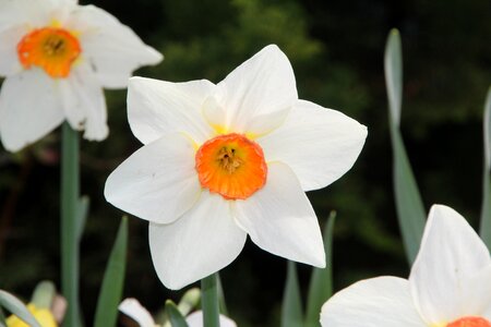 Narcissus spring narcissus white photo