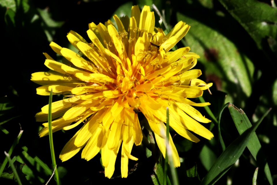 Summer garden dandelion