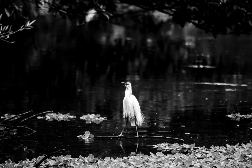 Nature lake outdoors