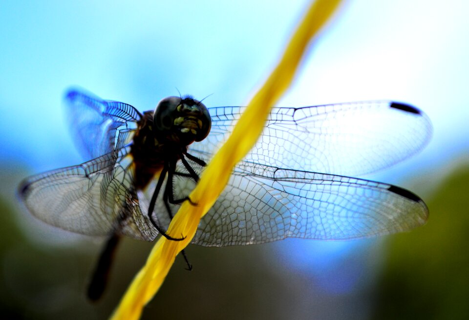 Nature diptera wildlife