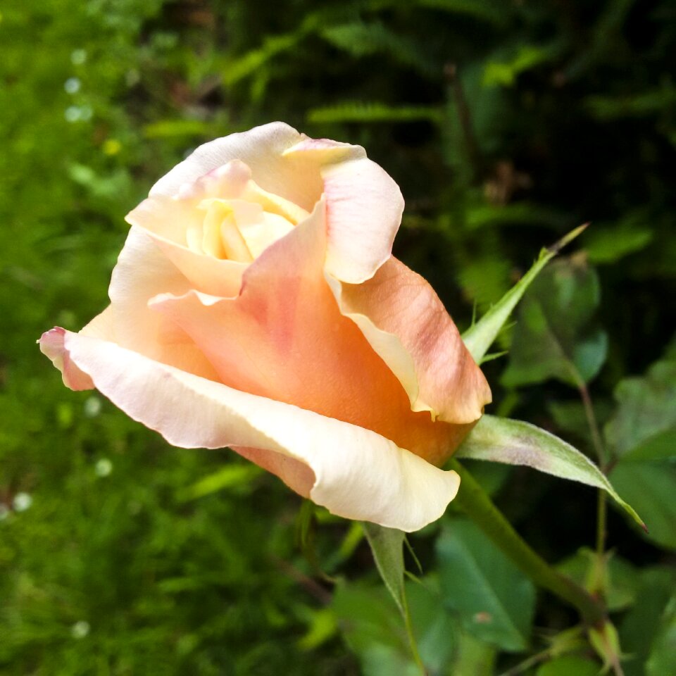 Rose summer single