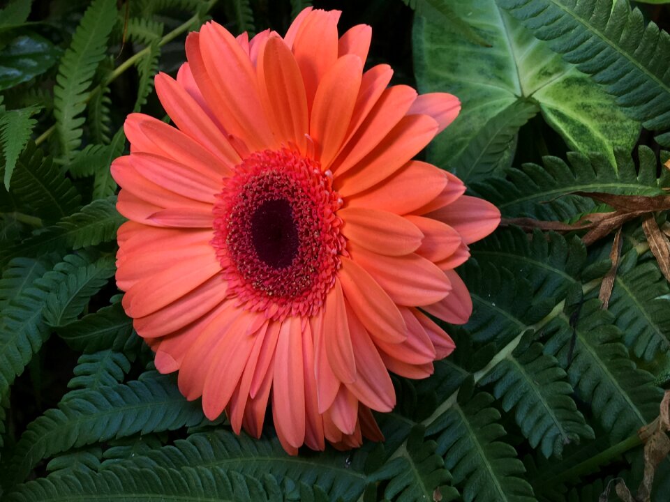 Flower petals flowers oranges