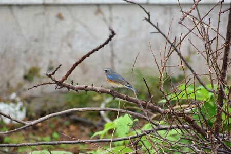 Branch leaf bird