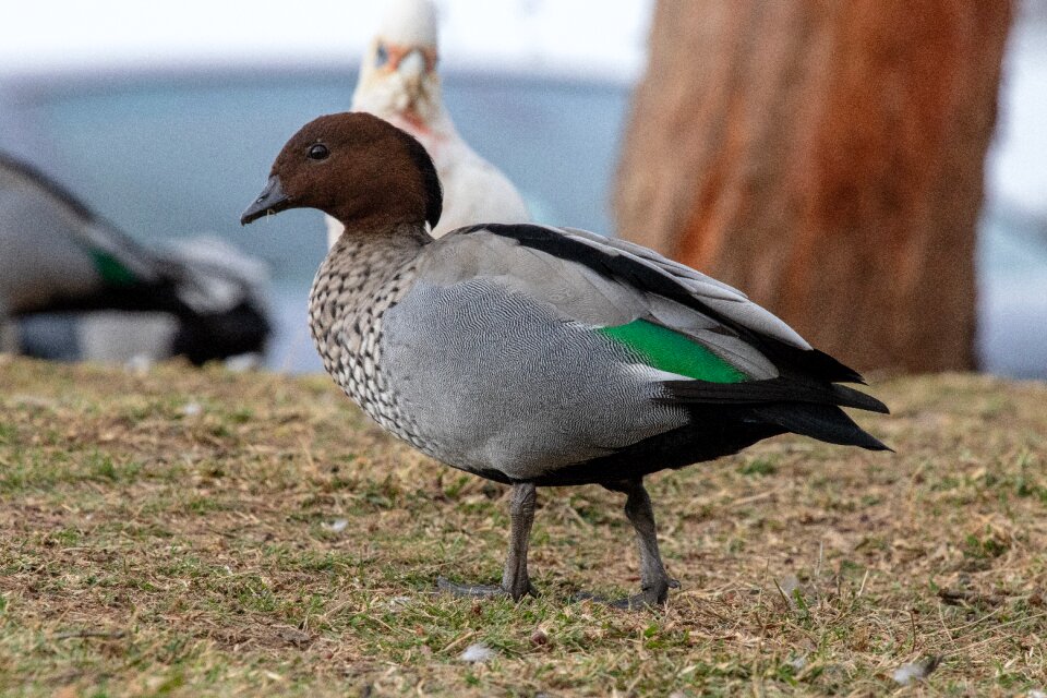 Animal outdoors duck