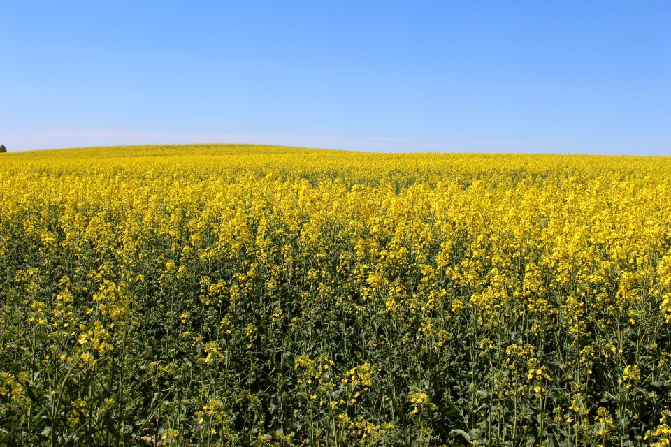 Harvest farm landscape
