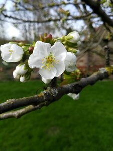 Flower nature apple