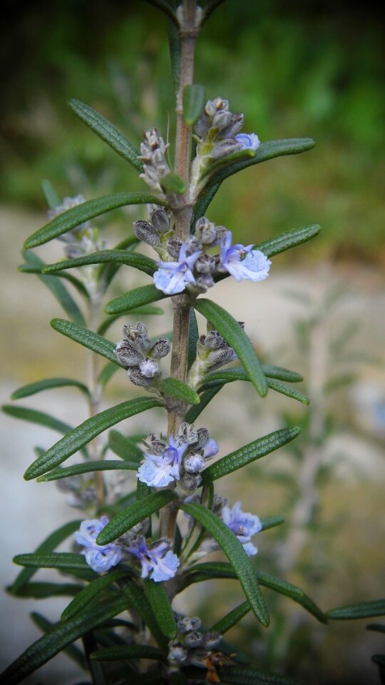 Plant rosemary Free photos