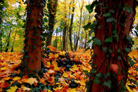 Tree nature altentreptow photo