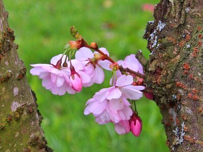 Japanese cherry flower fullness pink photo