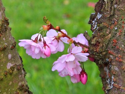 Japanese cherry flower fullness pink