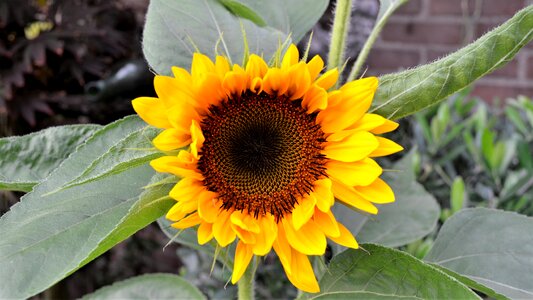 Summer garden sunflower photo