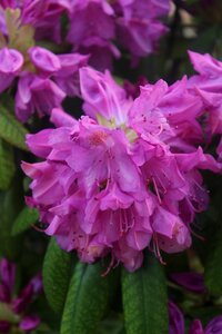 Plant sheet rhododendron photo