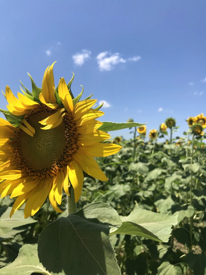 Summer flower