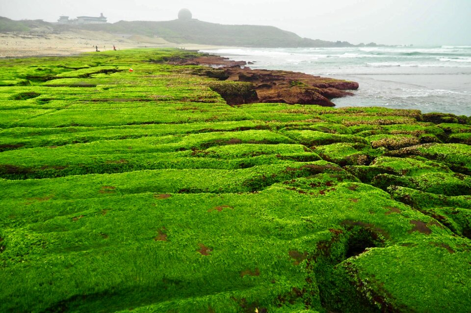 Lawn plant laomei