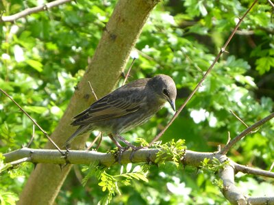 At the court of wild birds summer