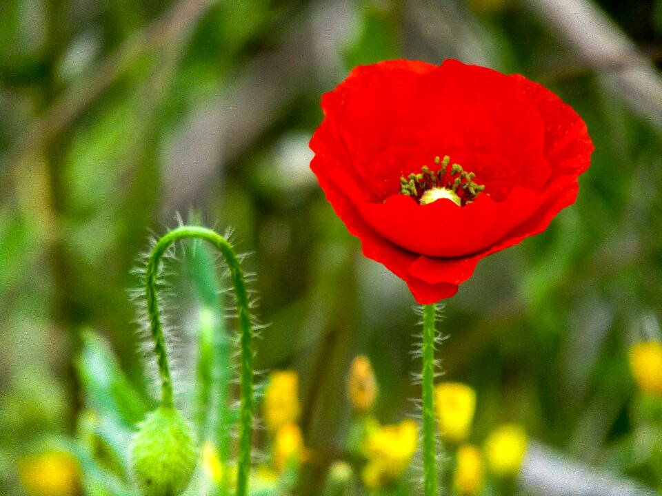 Nature plant outdoors
