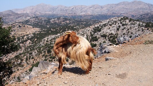Animals goat crete