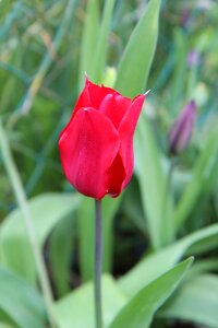 Red flower tulip spring spring