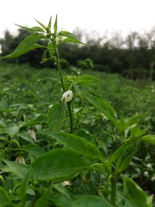 Agriculture growth
