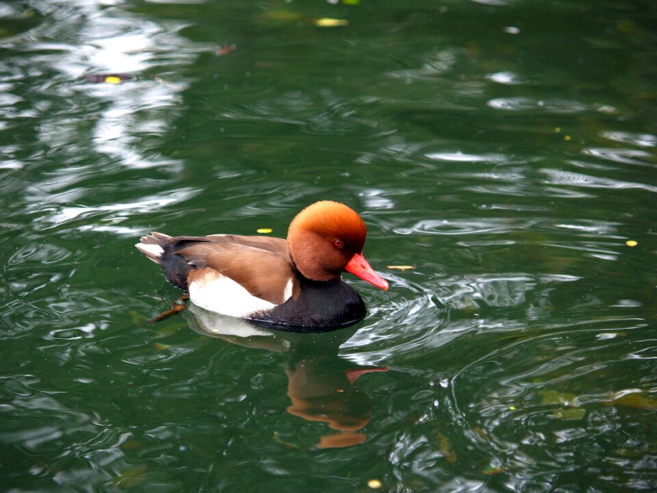 Lake nature wildlife