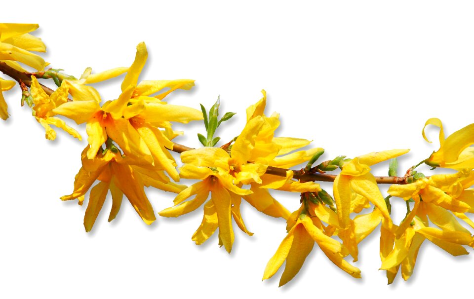 Yellow flower flowers season