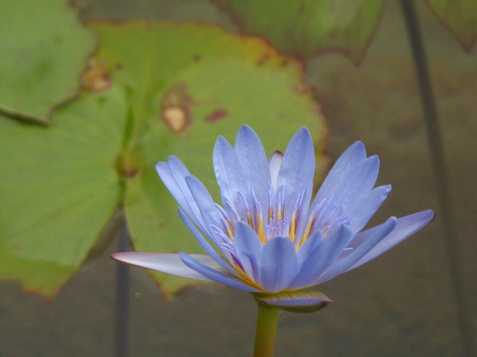 Water flower lilium