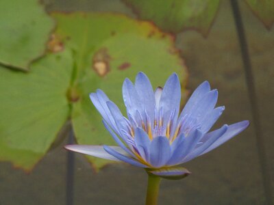 Water flower lilium photo