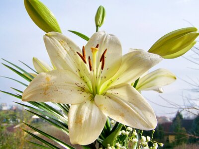 Lily white flower Free photos