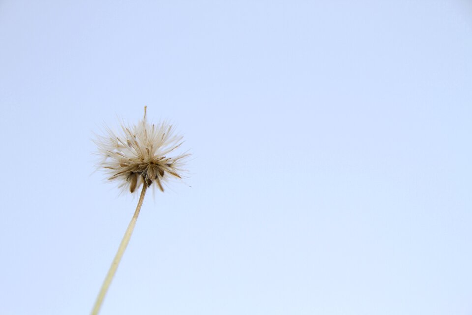 A blade of grass background flower