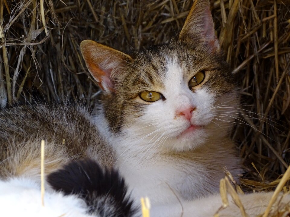 Domestic cat cat face cute