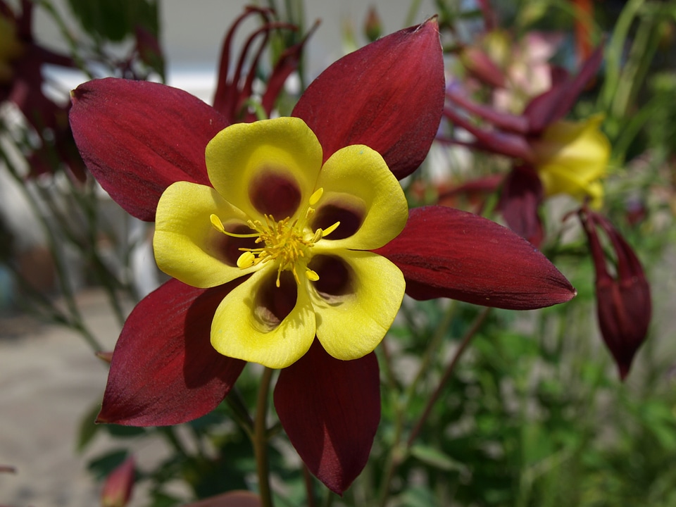 Yellow flower purple flower beautiful flower
