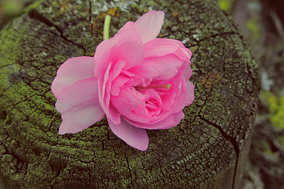 Spring pink blossom dyed photo