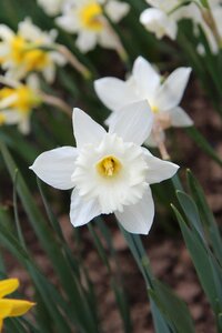 Narcissus white spring flowering photo
