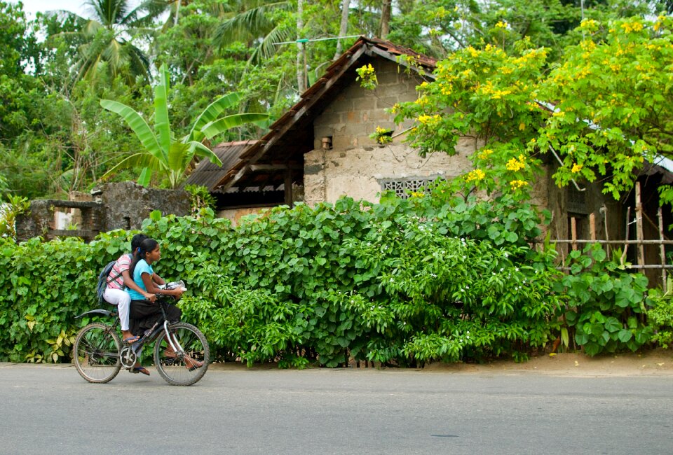 Tree family bike